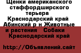 Щенки американского стаффордширского терьера - Краснодарский край, Абинский р-н Животные и растения » Собаки   . Краснодарский край